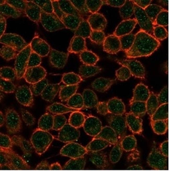 TDRKH Antibody in Immunocytochemistry (ICC/IF)