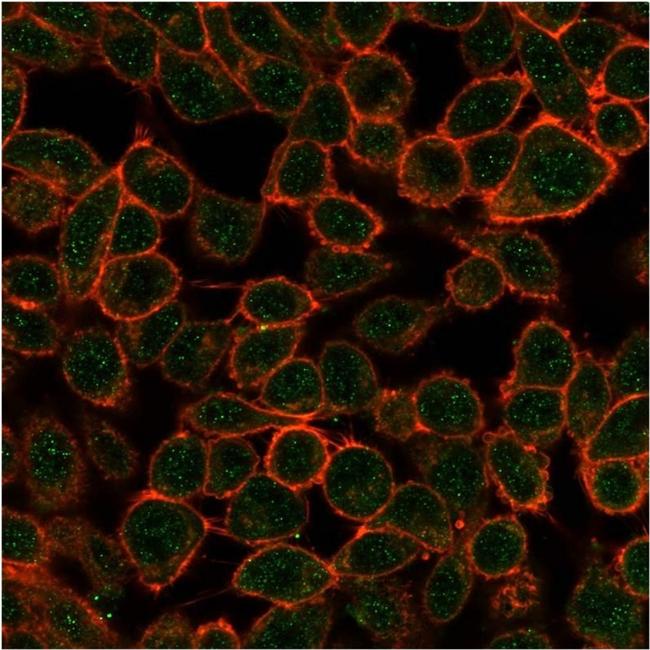 TDRKH Antibody in Immunocytochemistry (ICC/IF)