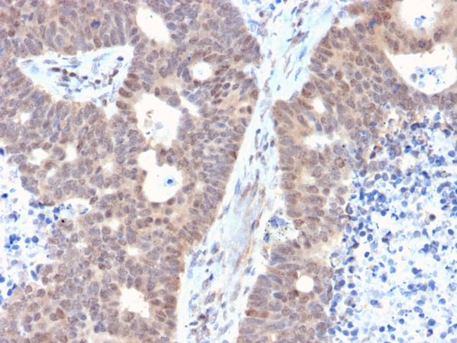 Fas (TNFRSF6) associated factor 1 Antibody in Immunohistochemistry (Paraffin) (IHC (P))