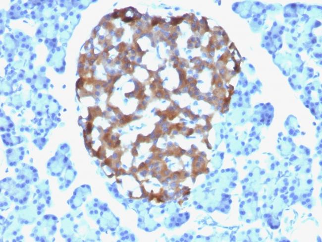 Chromogranin A/CHGA (Neuroendocrine Marker) Antibody in Immunohistochemistry (Paraffin) (IHC (P))