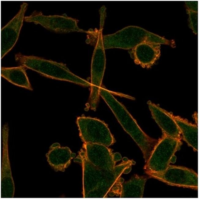 KLF12 Antibody in Immunocytochemistry (ICC/IF)