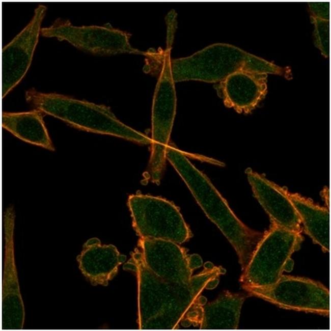 KLF12 Antibody in Immunocytochemistry (ICC/IF)