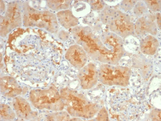 ADCY8 (Adenylate Cyclase 8) Antibody in Immunohistochemistry (Paraffin) (IHC (P))