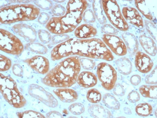 ADCY8 (Adenylate Cyclase 8) Antibody in Immunohistochemistry (Paraffin) (IHC (P))