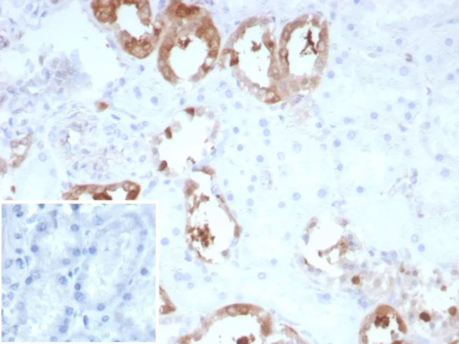 Creatine Phosphokinase-BB (CK-BB) Antibody in Immunohistochemistry (Paraffin) (IHC (P))