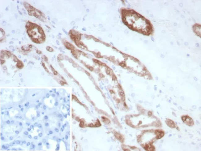 Creatine Phosphokinase-BB (CK-BB) Antibody in Immunohistochemistry (Paraffin) (IHC (P))