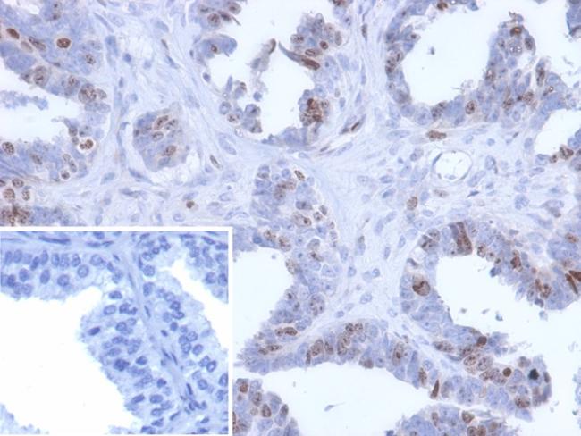 BATF2/SARI (Transcription Factor) Antibody in Immunohistochemistry (Paraffin) (IHC (P))