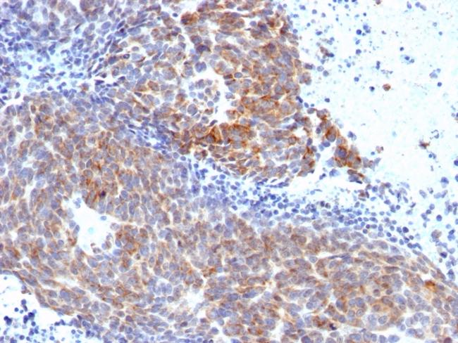 Topoisomerase (DNA) I, Mitochondrial (TOP1MT) Antibody in Immunohistochemistry (Paraffin) (IHC (P))