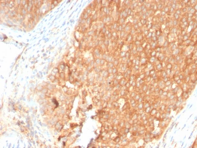 Topoisomerase I, Mitochondrial (TOP1MT) Antibody in Immunohistochemistry (Paraffin) (IHC (P))