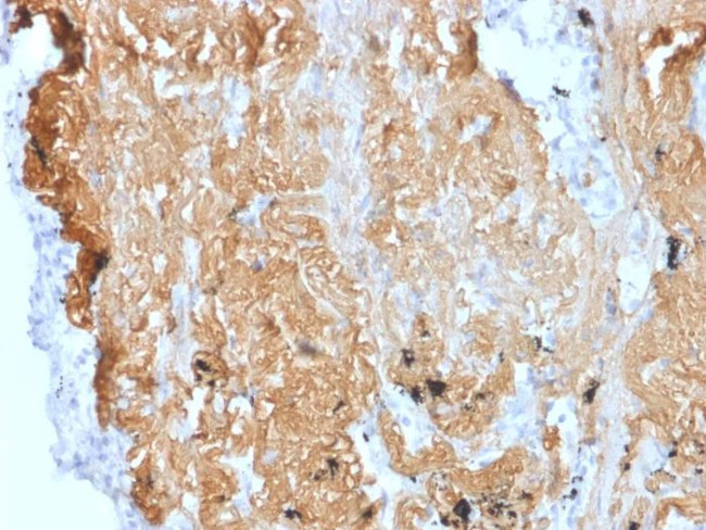 ZNF488 Antibody in Immunohistochemistry (Paraffin) (IHC (P))