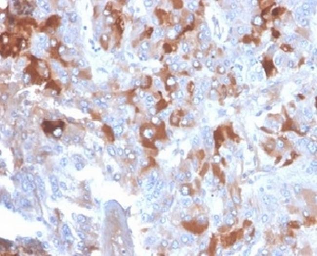 Clusterin/Apolipoprotein J (APO-J) Antibody in Immunohistochemistry (Paraffin) (IHC (P))