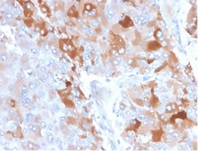 Clusterin/Apolipoprotein J (APO-J) Antibody in Immunohistochemistry (Paraffin) (IHC (P))