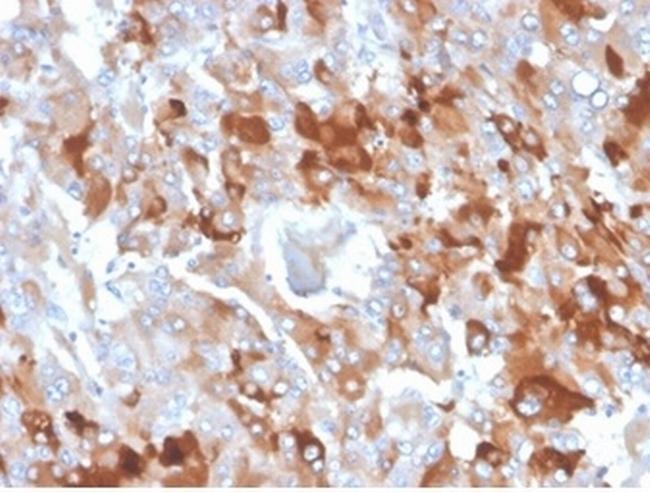 Clusterin/Apolipoprotein J (APO-J) Antibody in Immunohistochemistry (Paraffin) (IHC (P))