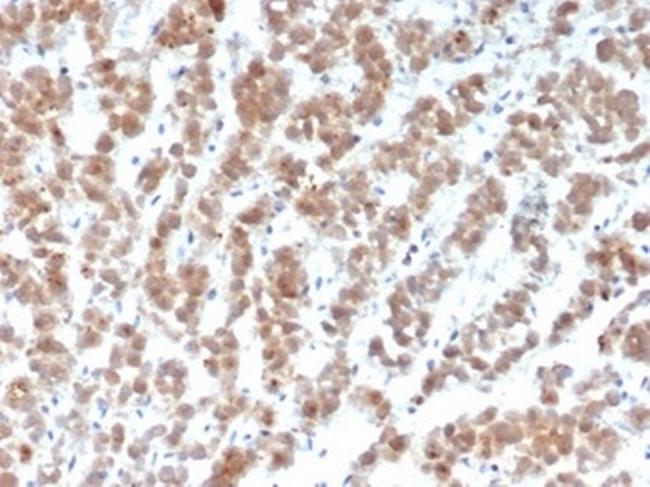 Clusterin/Apolipoprotein J (APO-J) Antibody in Immunohistochemistry (Paraffin) (IHC (P))