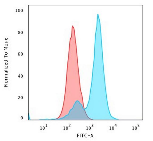 Collagen VII Antibody in Immunocytochemistry (ICC/IF)