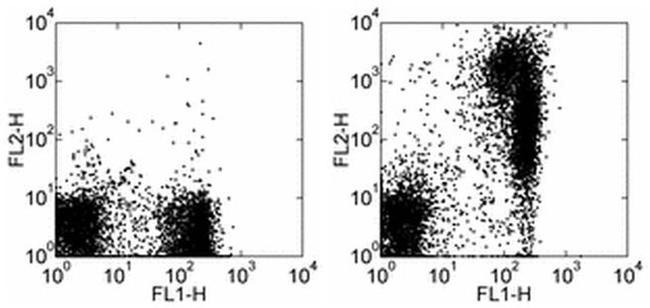 IgM Antibody in Flow Cytometry (Flow)