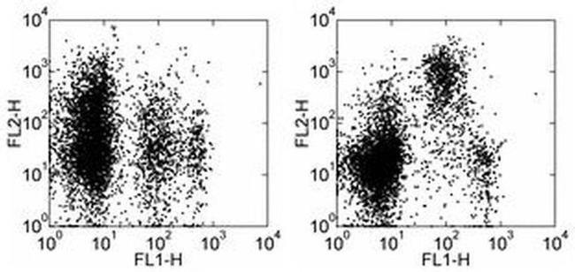 CD93 (AA4.1) Antibody in Flow Cytometry (Flow)