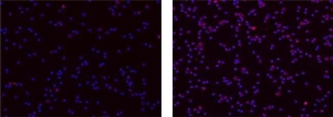 IL-37 Antibody in Immunocytochemistry (ICC/IF)