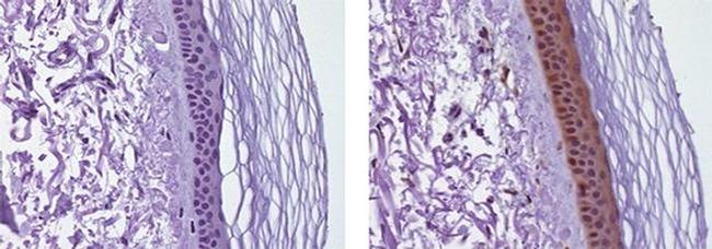 IL-38 Antibody in Immunohistochemistry (Paraffin) (IHC (P))