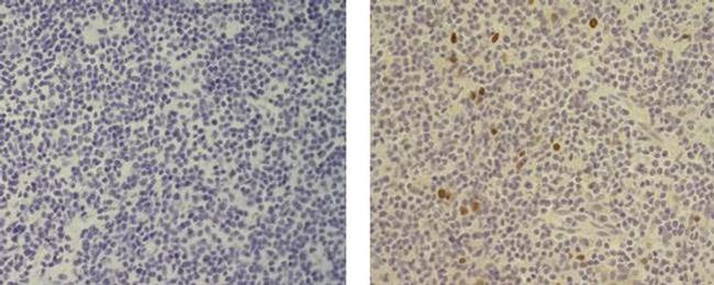 AIRE Antibody in Immunohistochemistry (Paraffin) (IHC (P))