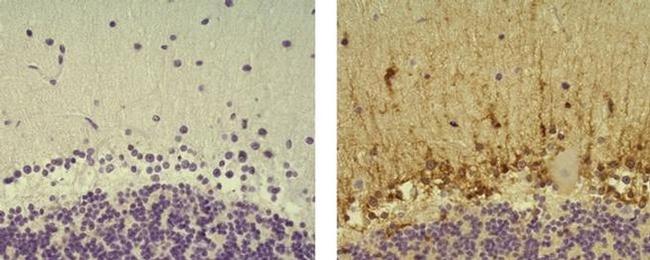 ALDH1L1 Antibody in Immunohistochemistry (Paraffin) (IHC (P))