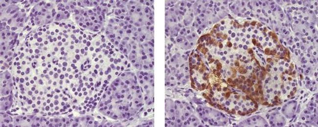 Glucagon Antibody in Immunohistochemistry (Paraffin) (IHC (P))