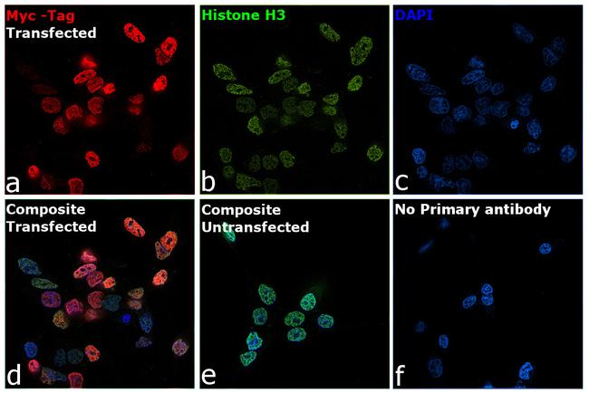 c-Myc Antibody in Immunocytochemistry (ICC/IF)