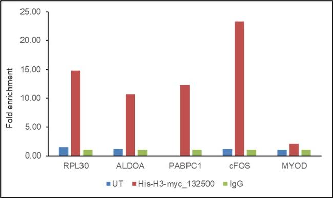 c-Myc Antibody in ChIP Assay (ChIP)