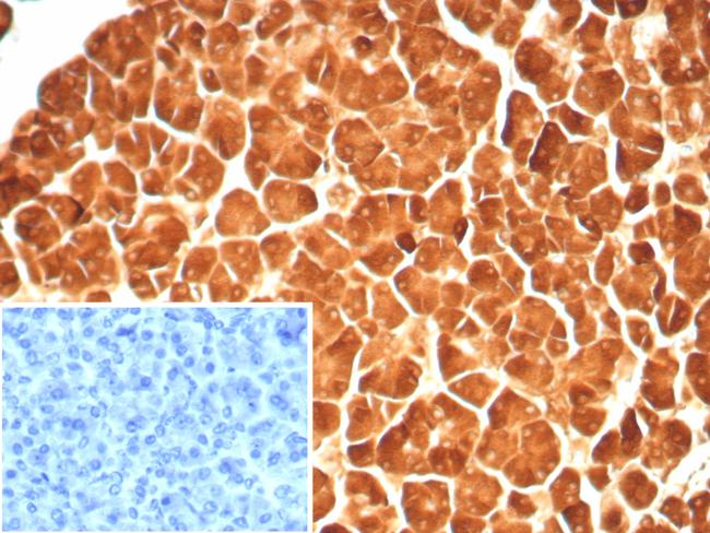 Carboxypeptidase A1/CPA1 (Pancreatic Cancer Marker) Antibody in Immunohistochemistry (Paraffin) (IHC (P))