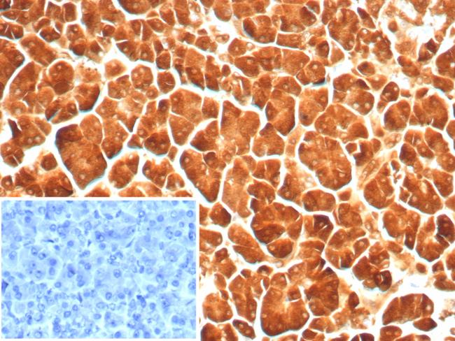 Carboxypeptidase A1/CPA1 (Pancreatic Cancer Marker) Antibody in Immunohistochemistry (Paraffin) (IHC (P))