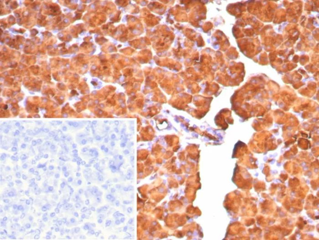 Carboxypeptidase A1/CPA1 (Pancreatic Cancer Marker) Antibody in Immunohistochemistry (Paraffin) (IHC (P))