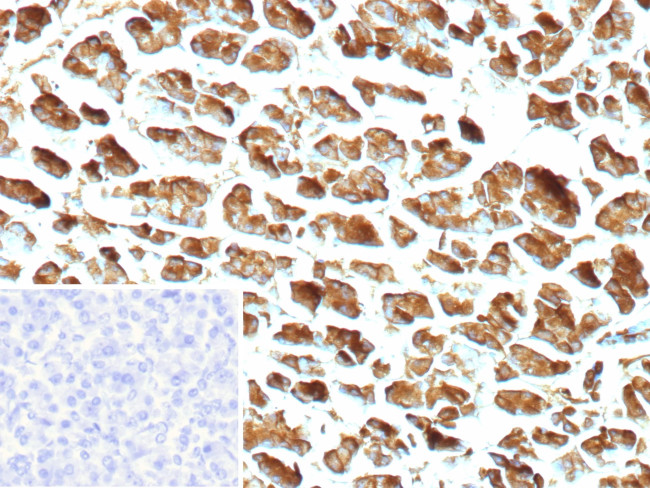 Carboxypeptidase A1/CPA1 (Pancreatic Cancer Marker) Antibody in Immunohistochemistry (Paraffin) (IHC (P))