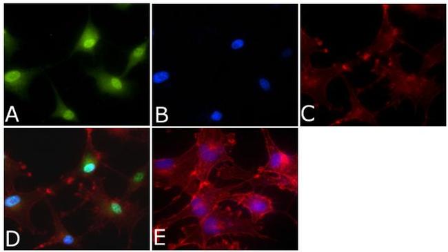 ERK1/ERK2 Antibody in Immunocytochemistry (ICC/IF)