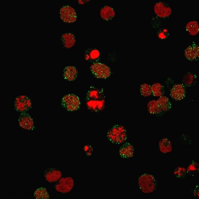 CD21 (Mature B-Cell and Follicular Dendritic Cell Marker) Antibody in Immunocytochemistry (ICC/IF)