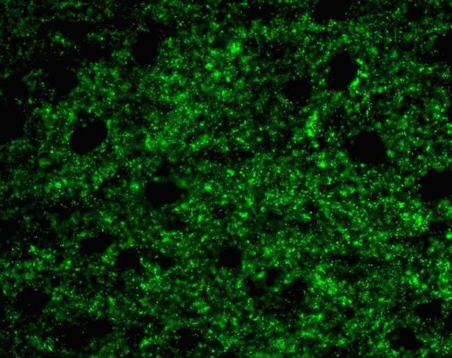 Connexin 43 Antibody in Immunocytochemistry (ICC/IF)