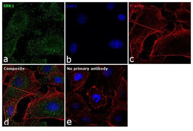 ERK1 Antibody in Immunocytochemistry (ICC/IF)