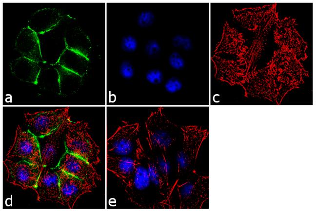 alpha Catenin Antibody in Immunocytochemistry (ICC/IF)