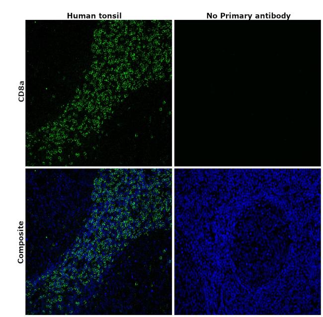 CD8a Antibody in Immunohistochemistry (Paraffin) (IHC (P))