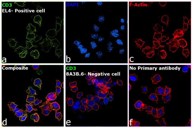 CD3 Antibody in Immunocytochemistry (ICC/IF)