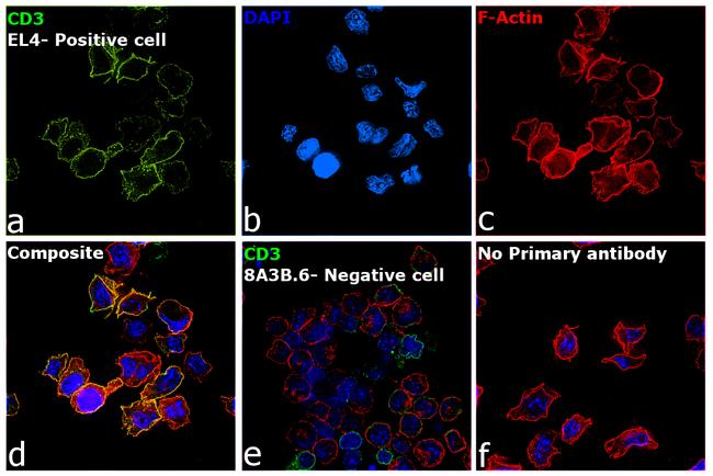 CD3 Antibody in Immunocytochemistry (ICC/IF)