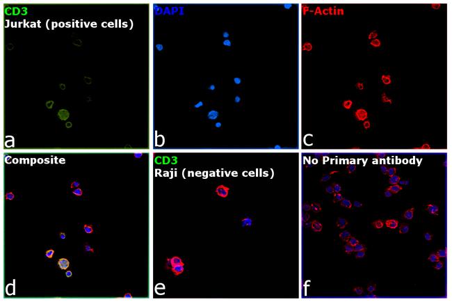 CD3 Antibody in Immunocytochemistry (ICC/IF)