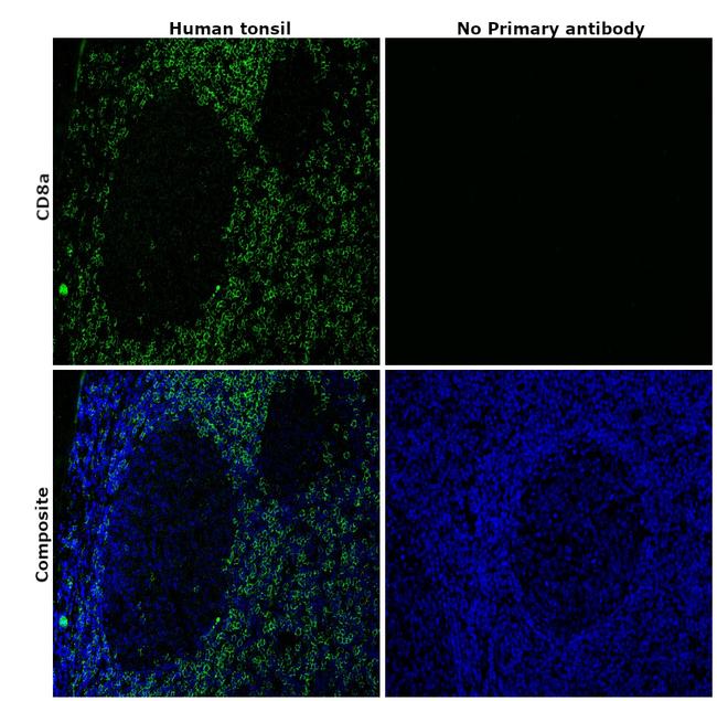 CD8a Antibody in Immunohistochemistry (Paraffin) (IHC (P))