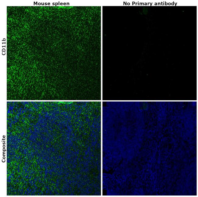 CD11b Antibody in Immunohistochemistry (Paraffin) (IHC (P))