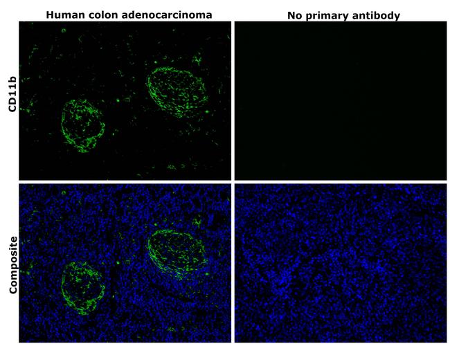 CD11b Antibody in Immunohistochemistry (Paraffin) (IHC (P))