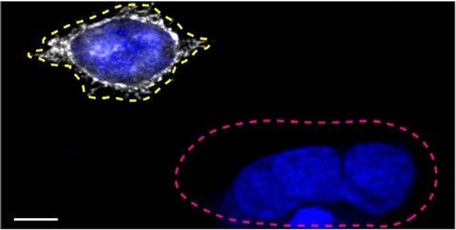 CD44 Antibody in Immunocytochemistry (ICC/IF)