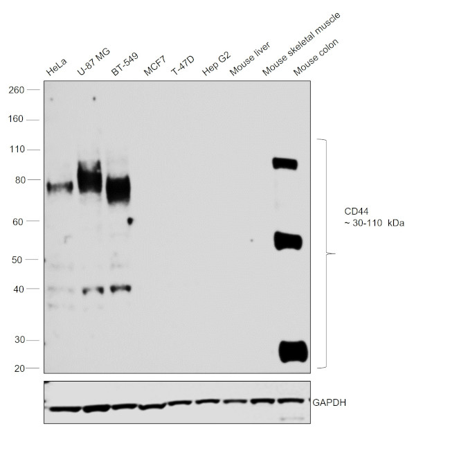 CD44 Antibody in Western Blot (WB)