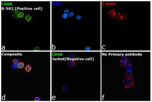 CD68 Antibody in Immunocytochemistry (ICC/IF)