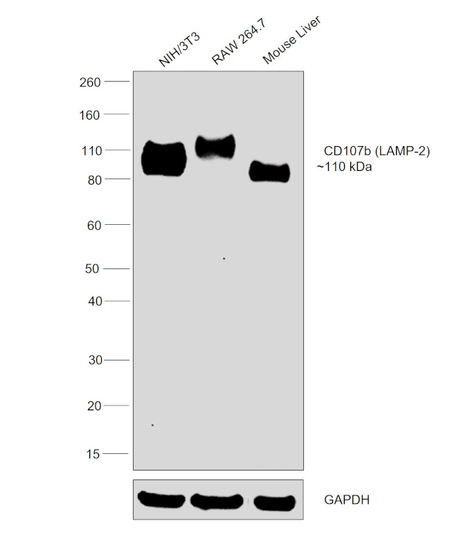 CD107b (LAMP-2) Antibody in Western Blot (WB)