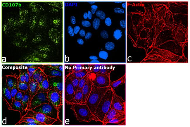 CD107b (LAMP-2) Antibody in Immunocytochemistry (ICC/IF)