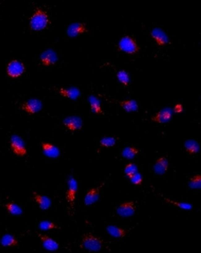 CD107a (LAMP-1) Antibody in Immunocytochemistry (ICC/IF)